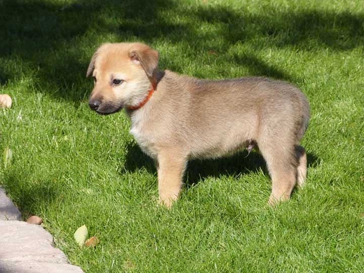 Chinook Puppies Sun God Litter Week 6